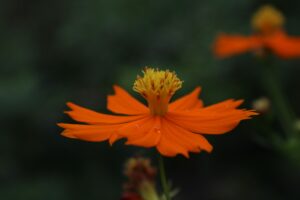 Kristen Nealy-Flower Photography
