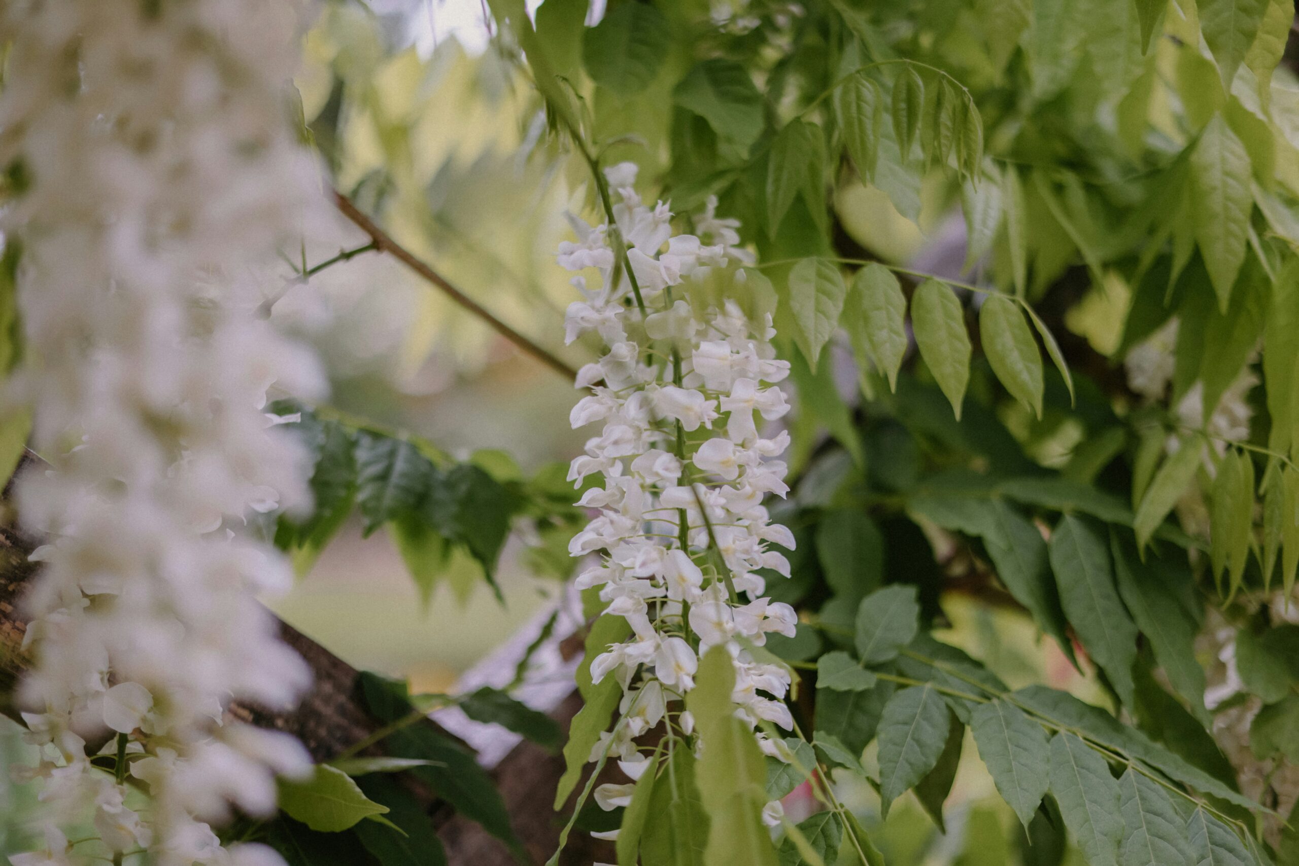 blooms-with-purpose-how-seasonal-flower-subscriptions-strengthen-local-farming-communities