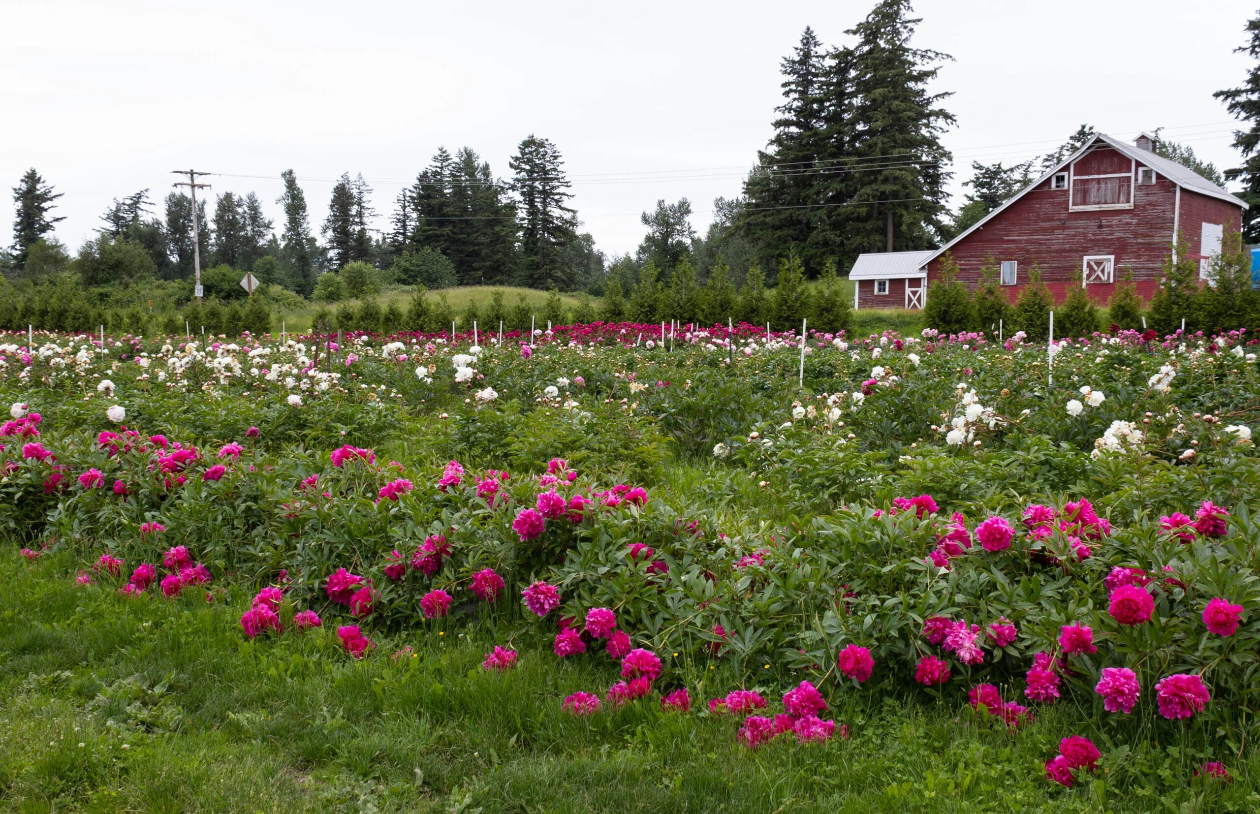 Kristen Bradley "The Chic Maven":Local Flower Farms